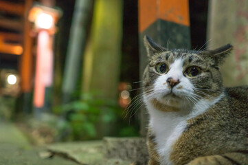 京都 夜の伏見稲荷大社でまどろむ可愛らしい野良猫