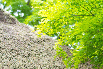 京都 初夏の風に吹かれる金福寺の茅葺き屋根と鮮やかなもみじ
