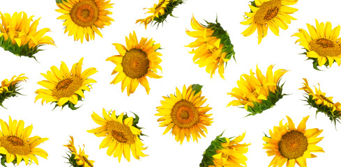 Beautiful sunflowers floral pattern. Yellow sunflowers, green leaves isolated on white background. With clipping path. Agriculture, farming. Cut out Sunflower. Template for design