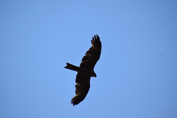 Bird of Prey in the sky