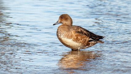 duck on the water