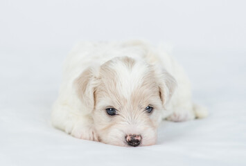 Sleepy Bichon Frise puppy lying on a bed at home
