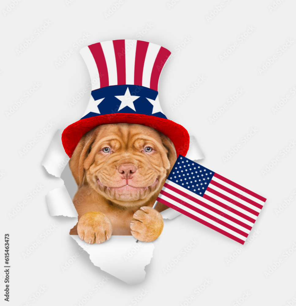 Poster happy mastiff puppy wearing like uncle sam looking through a hole in paper and showing flag usa. iso