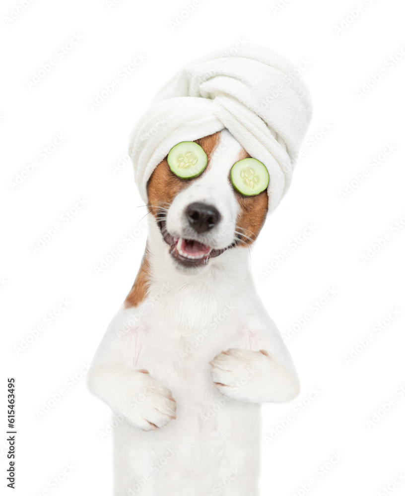 Poster funny jack russell terrier puppy with towel on it head and with a piece of cucumber on it eyes relax