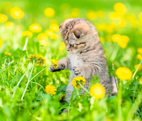 Playful Tiny tabby kitten catches dandelions on green lawn