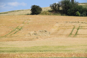 RIpe grain fields on the hillside