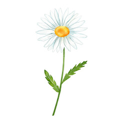 chamomile flowers watercolor