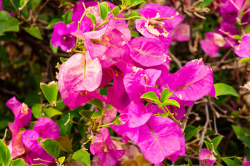 pink flowers in the garden