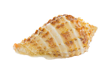 sea shell isolated on white background