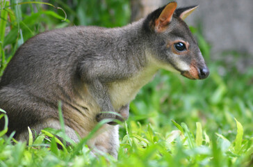 A young wallaby in the grass.