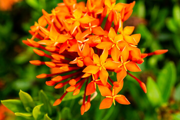 Ixora flowers. 