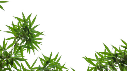 Isolated green bamboo leaves with copy space and with clipping paths on white background           ...