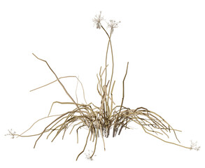 Obraz premium Single dried savanna grass isolate backgrounds 3d render png