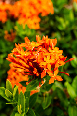 Ixora flowers. 