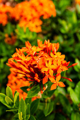 orange marigold flower