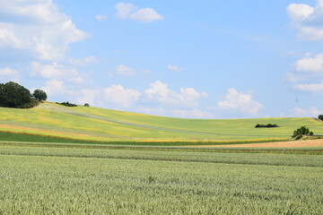 Green and Ripe Grain on the Hillside