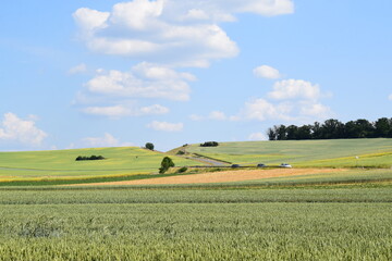 Green and Ripe Grain on the Hillside