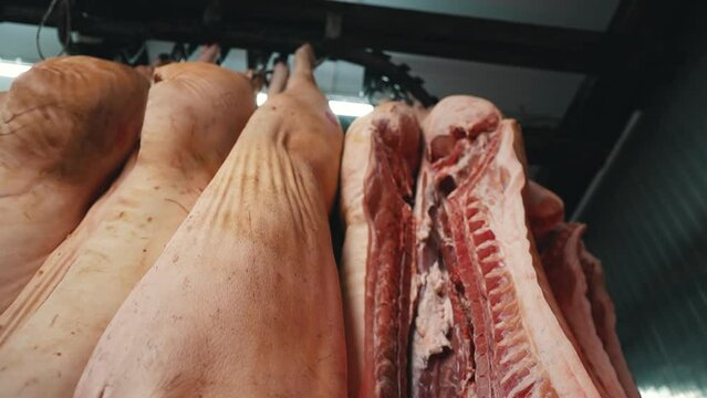 Butchered Beef Carcasses Hang In Shop Waiting For Further Processing And Slicing. Modern Slaughterhouse. Meat Cutting Workshop. Industrial Meat Processing Plant Factory