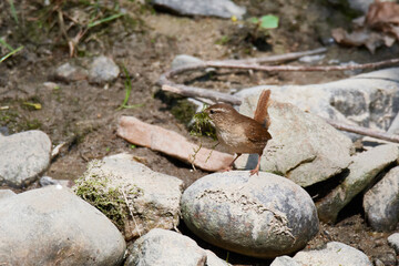 Singendes Zaunkönig Männchen ( Troglodytes troglodytes ) beim Nestbau	

