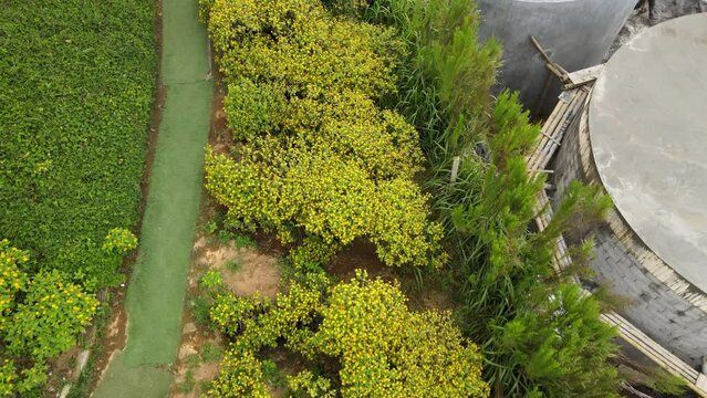 green plantation, color raw files can be edited as needed, world photography day.