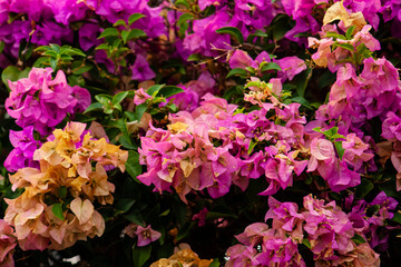 Colorful Bougainvillea flowers 
