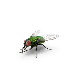 Fototapeta na wymiar Common green fly. blow fly. Lucilia sericata