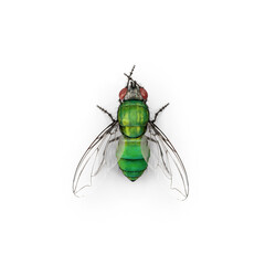 Common green fly. blow fly. Lucilia sericata