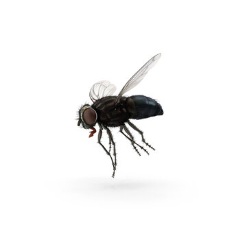 Fly insect isolated transparent background