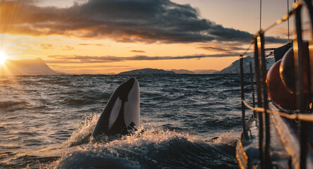 Orca making spy hop in sunset ocean water with splashes, Norway background, winter and snow on mountains in fjord - 615468885