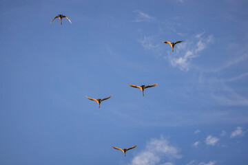 A flock of flying swans against the blue sky, Poland