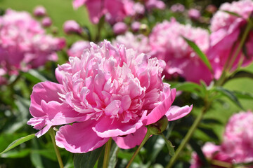Closeup of pink peonies in full bloom in the garden