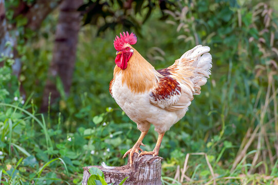 Portrait of a Farm rooster perched on a tree stump; Nong Bua Lumphu, Thailand
