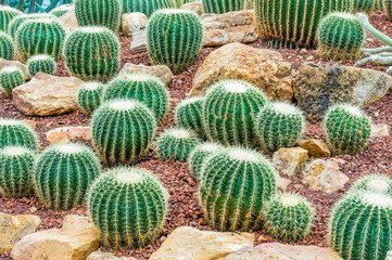 Spherical thorny cactus plants growing on the grounds of Doi Tung Palace; Chiang Rai, Mae Fa Luang, Thailand