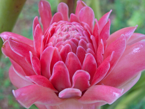 Close view of a beautiful pink flower; Union of the Comoros
