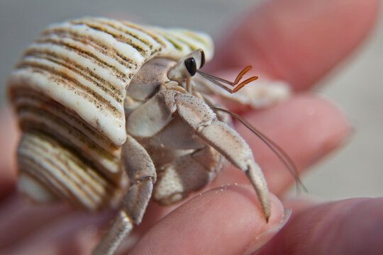 Hand holding a hermit crab; Seychelles