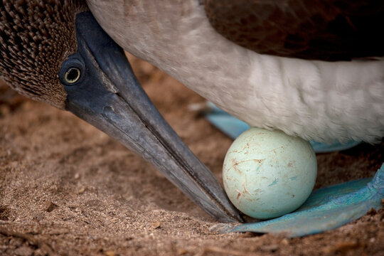 Galapagos Blue-footed booby's egg (Sula nebouxii excisa) protected between her blue feet; Espanola Island, Galapagos Islands, Ecuador