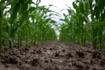 Soil between green corn rows