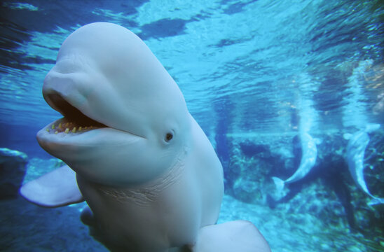 Beluga whale (Delphinapterus leucas) in blue water in an aquarium; Mystic, Connecticut, United States of America