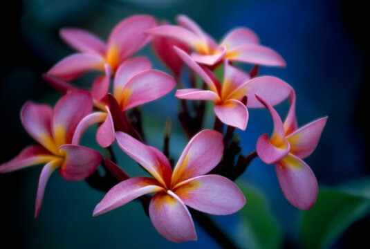 Cluster of beautiful multi colored blossoms