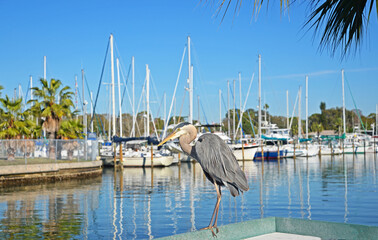A great blue Heron hangs out on the pier at the Gulfport marina 