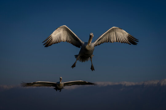Dalmatian pelican (Pelecanus crispus) flies spreading wings near another; Central Macedonia, Greece
