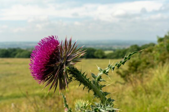 Close-up detail of a pink wildflower in bloom in the countryside; Ravensworth, North Yorkshire, England