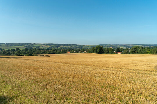 Golden field in the countryside with a distant horizon and clear blue sky; Ravensworth, North Yorkshire, England - Powered by Adobe