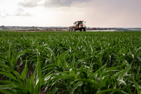 Red sprayer spraying corn field
