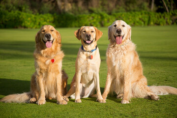 Portrait of three beautiful dogs (Canis lupus familiaris) sitting on a grassy lawn, One Yellow Labrador Retriever sitting between two Golden Retrievers; Maui, Hawaii, United States of America