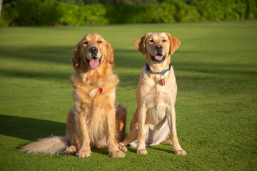 Portrait of two beautiful dogs (Canis lupus familiaris) sitting on a grassy lawn, One Yellow Labrador Retriever and one Golden Retriever; Maui, Hawaii, United States of America