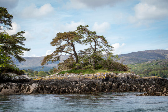 Lone tree on the rocky shore of Garnish Island in Bantry Bay; West Cork, Ireland