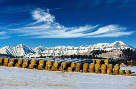 Rows of large snow covered circular hay bales in a snow covered field with snow covered mountain range in the background with blue sky and wispy clouds; South of Bragg Creek, Alberta, Canada