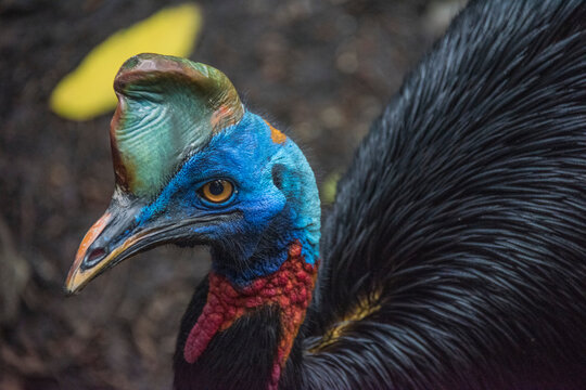 Close-up portrait of a Northern Cassowary in the Nature Park of Port Moresby, Papua New Guinea