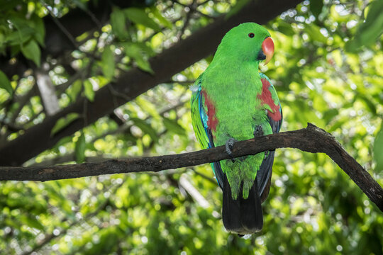 Male eclectus parrot perched on a tree branch in the Nature Park of Port Moresby, Papua New Guinea
